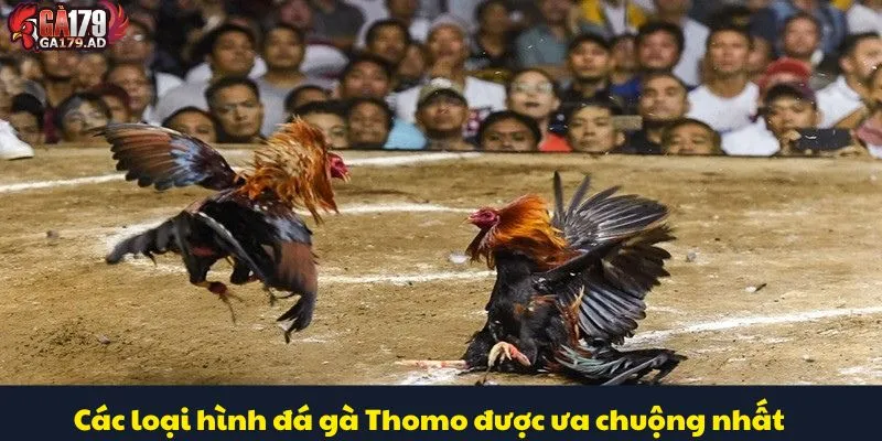 Đá Gà Thomo Trực Tiếp Với Những Trận Đấu Gay Cấn Nhất 4 Các loại hình đá gà Thomo được ưa chuộng nhất