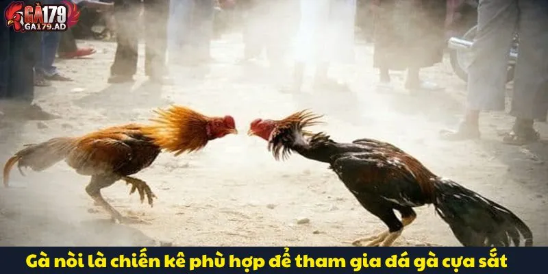 Đá Gà Cựa Sắt: Hướng Dẫn Cách Chơi Và Luật Lệ Chính Xác 3 Gà nòi là chiến kê phù hợp để tham gia đá gà cựa sắt