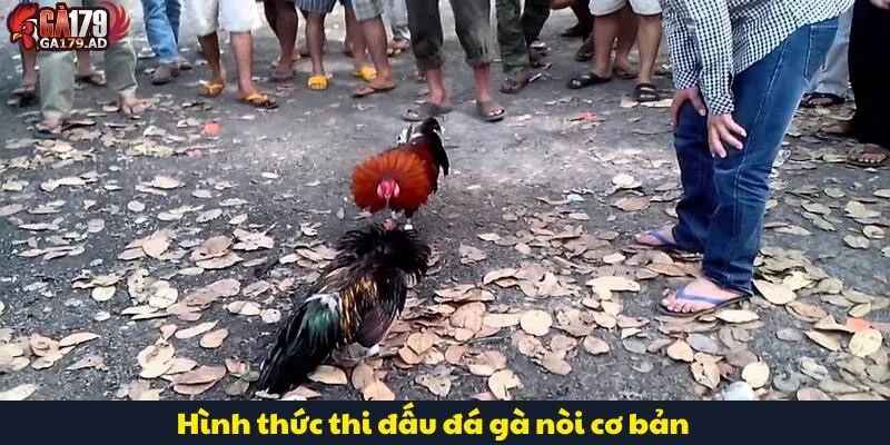 Đá Gà Nòi Là Gì? Tìm Hiểu Về Lịch Sử Và Đặc Điểm Nổi Bật 3 Hình thức thi đấu đá gà nòi cơ bản