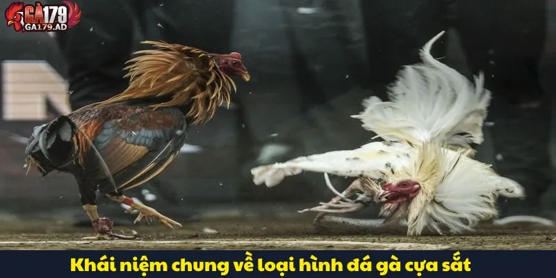 Đá Gà Cựa Sắt: Hướng Dẫn Cách Chơi Và Luật Lệ Chính Xác 2 Khái niệm chung về loại hình đá gà cựa sắt