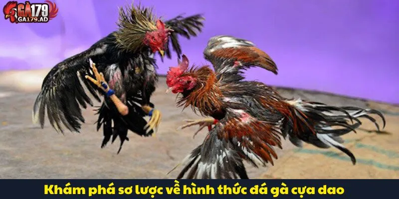 Đá Gà Cựa Dao – Đỉnh Cao Nghệ Thuật Của Làng Chọi Gà 2 Khám phá sơ lược về hình thức đá gà cựa dao