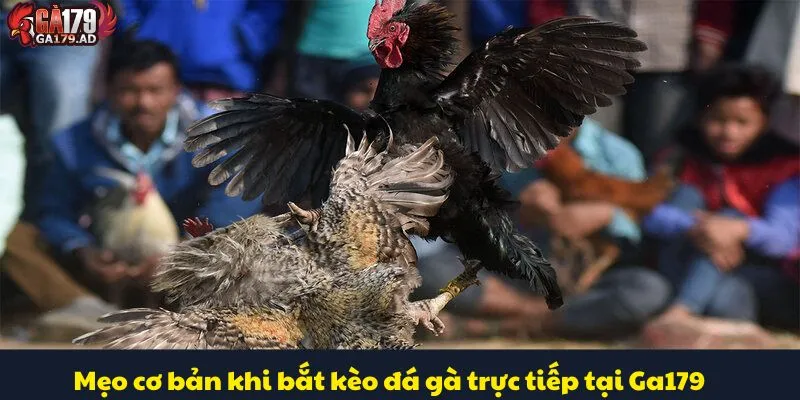 Đá Gà Trực Tiếp Ga179 - Sân Chơi Với Tỷ Lệ Cược Hấp Dẫn 4 Mẹo cơ bản khi bắt kèo đá gà trực tiếp tại Ga179