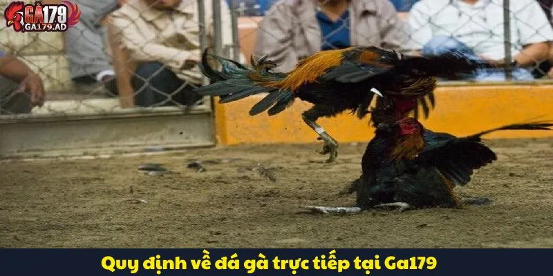 Đá Gà Trực Tiếp Ga179 - Sân Chơi Với Tỷ Lệ Cược Hấp Dẫn 3 Quy định về đá gà trực tiếp tại Ga179