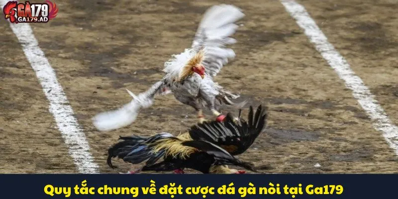 Đá Gà Nòi Là Gì? Tìm Hiểu Về Lịch Sử Và Đặc Điểm Nổi Bật 4 Quy tắc chung về đặt cược đá gà nòi tại Ga179