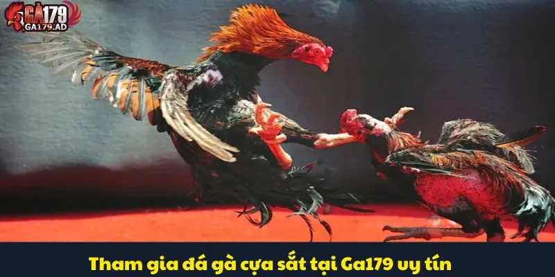 Đá Gà Cựa Sắt: Hướng Dẫn Cách Chơi Và Luật Lệ Chính Xác 4 Tham gia đá gà cựa sắt tại Ga179 uy tín