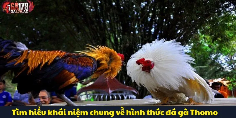 Đá Gà Thomo Trực Tiếp Với Những Trận Đấu Gay Cấn Nhất 2 Tìm hiểu khái niệm chung về hình thức đá gà Thomo