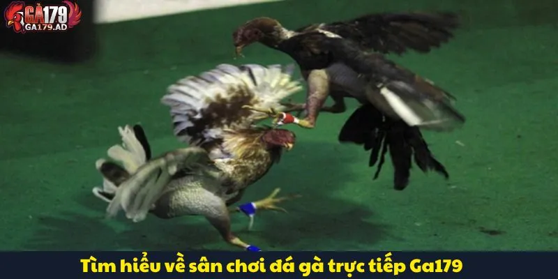 Đá Gà Trực Tiếp Ga179 - Sân Chơi Với Tỷ Lệ Cược Hấp Dẫn 2 Tìm hiểu về sân chơi đá gà trực tiếp Ga179
