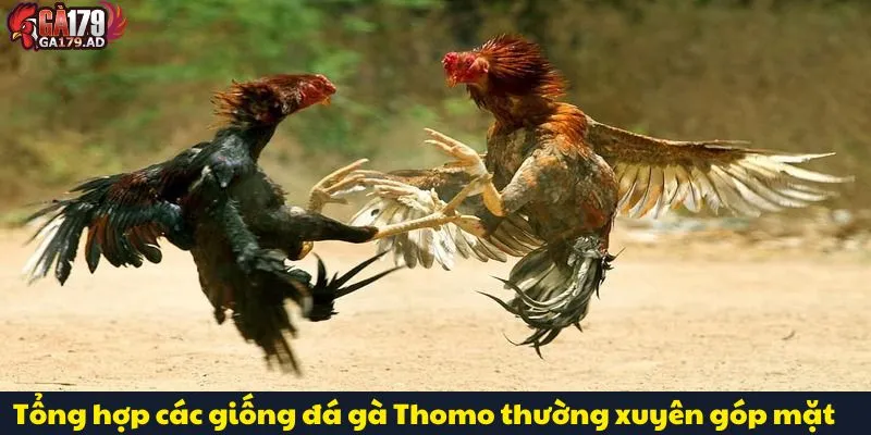 Đá Gà Thomo Trực Tiếp Với Những Trận Đấu Gay Cấn Nhất 3 Tổng hợp các giống đá gà Thomo thường xuyên góp mặt